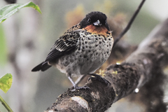 Ixothraupis rufigula