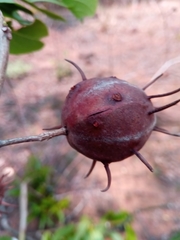 Byttneria ambongensis