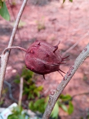 Byttneria ambongensis