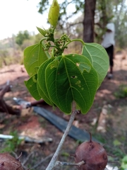 Byttneria ambongensis