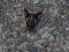 Plusiopalpa adrasta