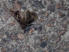 Plusiopalpa adrasta