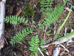 Polemonium pulcherrimum delicatum