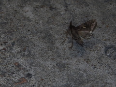 Plusiopalpa adrasta