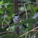 Yellow-mandibled Sparrow - Photo (c) Jhon Velasquez, some rights reserved (CC BY-NC), uploaded by Jhon Velasquez
