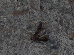 Plusiopalpa adrasta