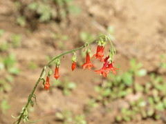 Ipomopsis aggregata formosissima