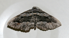 Chrysolarentia severata