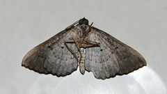 Chrysolarentia severata