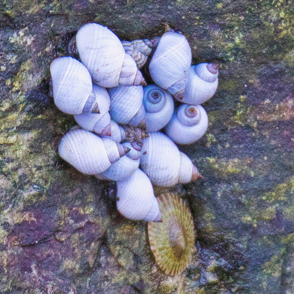 Echinolittorina modesta