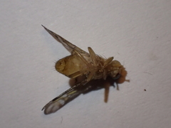 Anastrepha ludens