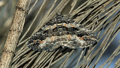 Chrysolarentia severata