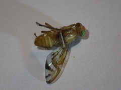 Anastrepha ludens