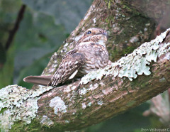 Chordeiles acutipennis