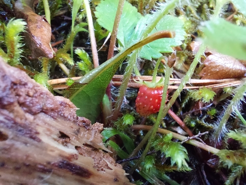 Fragaria image