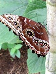 Morpho helenor narcissus