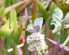 Icaricia icarioides parapheres