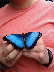 Morpho helenor narcissus