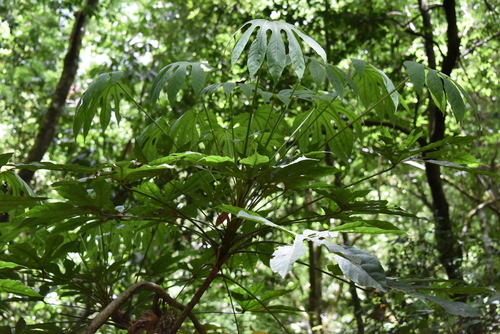 Image of Fatsia polycarpa by (c) 潘立傑 LICHIEH_PAN, some rights reserved (CC BY)