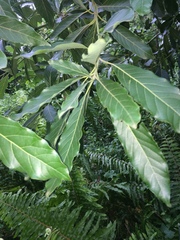 Litsea glutinosa