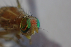 Anastrepha ludens