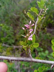 Indigofera leucoclada
