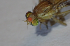 Anastrepha ludens
