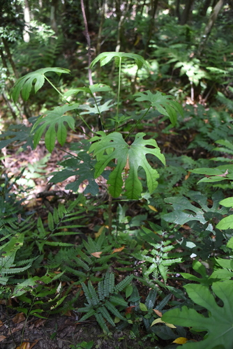Image of Fatsia polycarpa by (c) 潘立傑 LICHIEH_PAN, some rights reserved (CC BY)