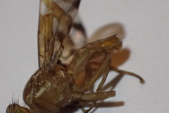 Anastrepha ludens