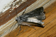 Cerura melanoglypta