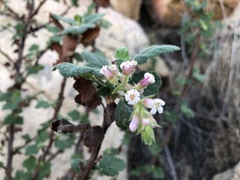 Ribes indecorum
