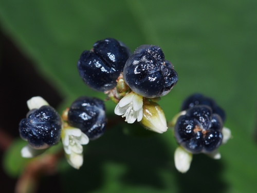 Persicaria chinensis