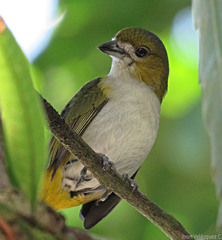 Euphonia chrysopasta