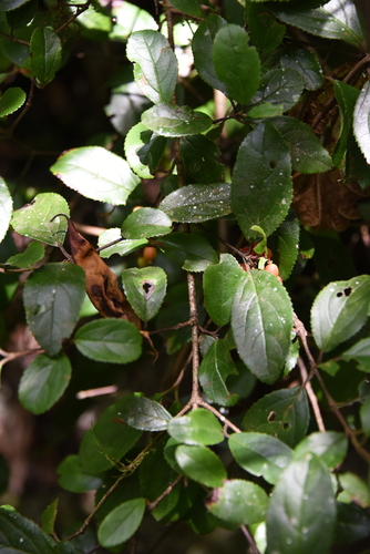 Image of Viburnum suspensum by (c) 潘立傑 LICHIEH_PAN, some rights reserved (CC BY)