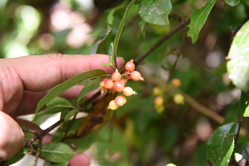Viburnum suspensum