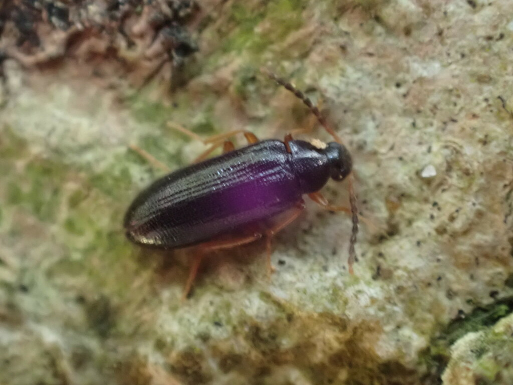 Mycetochara linearis