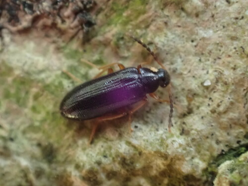 Mycetochara linearis