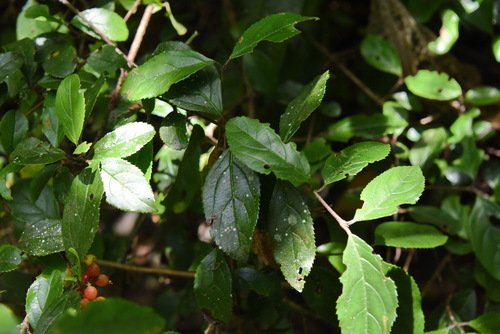 Image of Viburnum suspensum by (c) 潘立傑 LICHIEH_PAN, some rights reserved (CC BY)