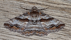 Gastrinodes bitaeniaria