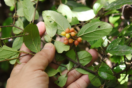 Image of Viburnum suspensum by (c) 潘立傑 LICHIEH_PAN, some rights reserved (CC BY)