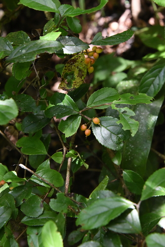 Viburnum suspensum