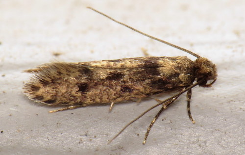 European House Moth photo 4