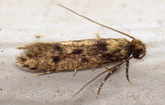 Niditinea fuscella