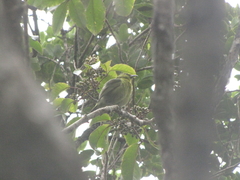 Chlorodrepanis stejnegeri