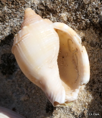 Phalium bandatum