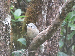 Chasiempis sclateri