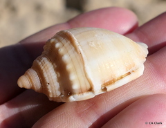 Phalium bandatum