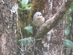 Chasiempis sclateri