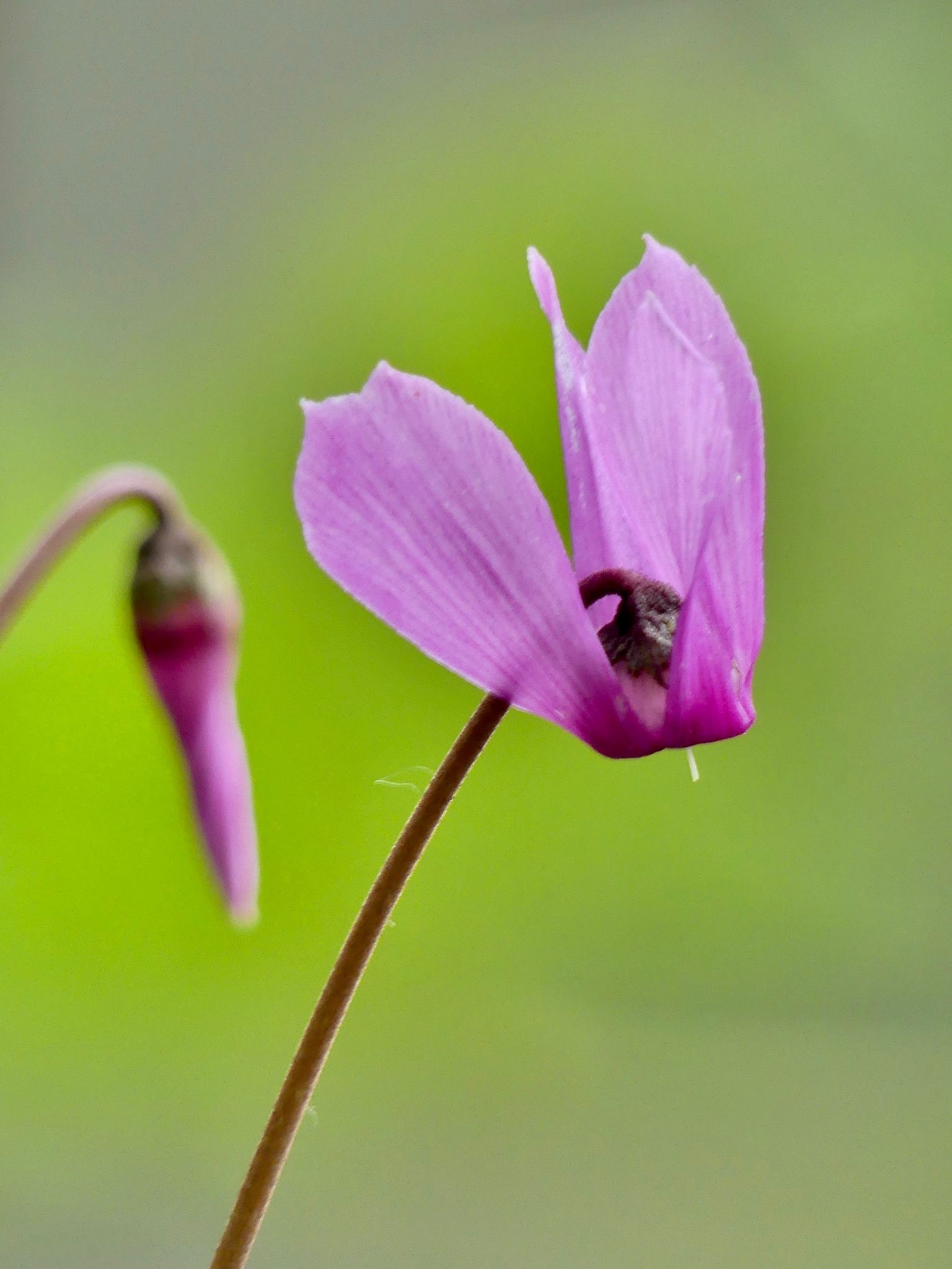 Cyclamen purpurascens