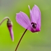 European Cyclamen - Photo (c) mswelsberg2c, some rights reserved (CC BY-NC), uploaded by mswelsberg2c